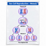 Sex Cell Reproduction - Meiosis